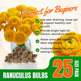 25 Yellow Large Ranunculus Bulbs for Planting, Ranunculus Corms, Buttercup Flower Bulbs Spring Fall Growing