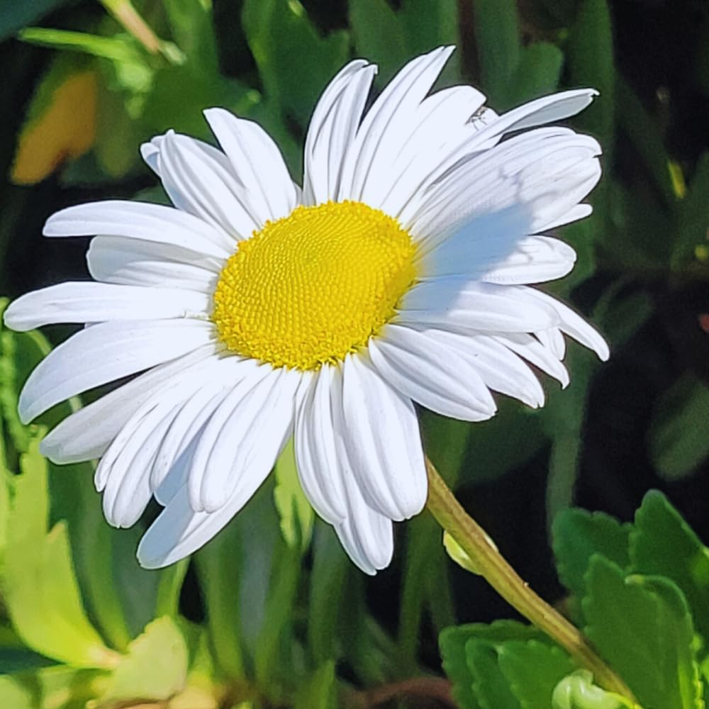 2 White Daisy Plants Live, Daisy Perennials Live Plants Outdoor, 5 to 7 Inc in Height Starter Plants
