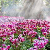 Pink Cyclamen Live Plant in Pot, Hardy Cyclamen Plant Live Vibrant Blooms, in 4 Inc Pot, Indoor Flowering Houseplant for Year-Round Display