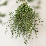 Eucalyptus Plant, Starter Eucalyptus Plant Live in 2.5" Pot, Cold Hardy, Fragrant Foliage, Ready to Grow Indoor Outdoor (Parvifolia)