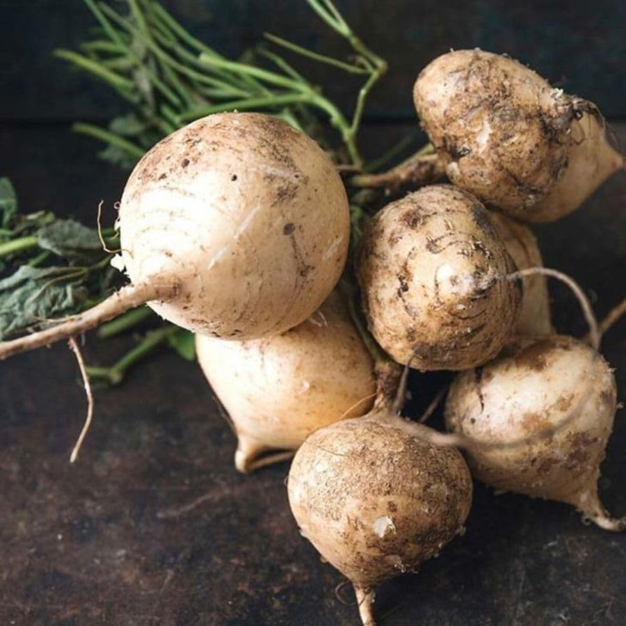 48 Jicama Vegetable Seeds for Planting in Garden Yard and Backyard, Jicama Seeds