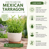 2 Mexican Tarragon Live Plant, 4-6 Inches Tall, Culinary Herb, Well Rooted Mexican Tarragon Plant for Herb Gardens and Containers