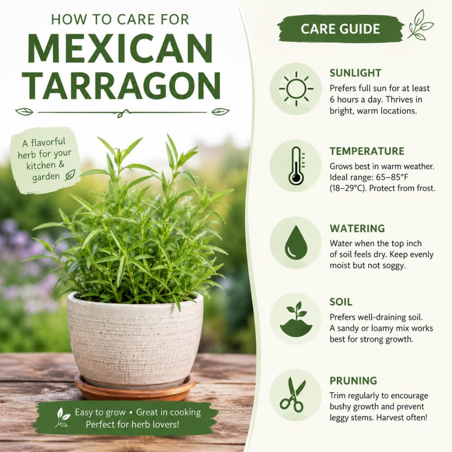 2 Mexican Tarragon Live Plant, 4-6 Inches Tall, Culinary Herb, Well Rooted Mexican Tarragon Plant for Herb Gardens and Containers