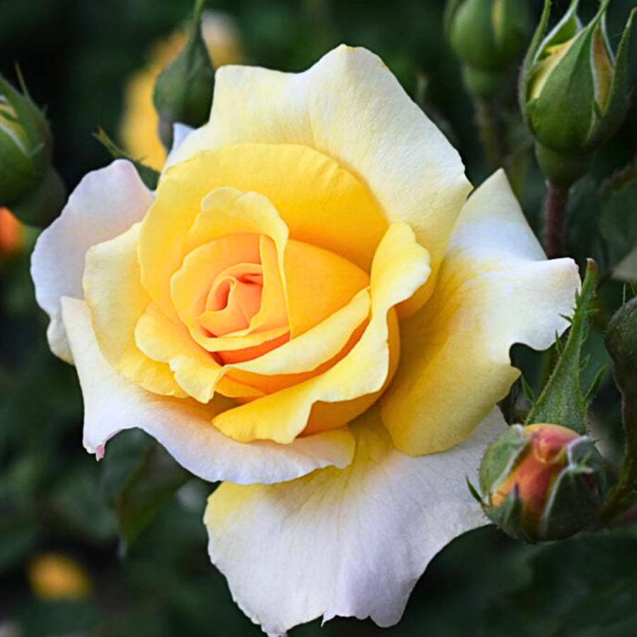 Rose Bush Live Plant - Heirloom Rose Plant Live - Fragrant Rose Flowers Hybrid Tea Rose Seedling - Bareroot with Soil 5-10 Inc Tall (Light Yellow Rose)
