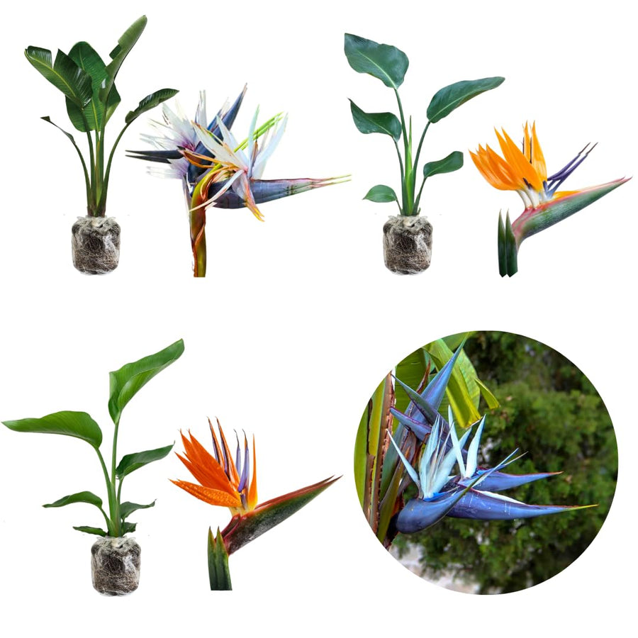 Bird of Paradise Plant - Live Tropical Ornamental Houseplant, Indoor and Outdoor Planting, Zones 9-11 (White)