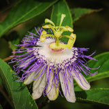 Maypop Passion Flower Live Plant 4-7 Inch - Passiflora Incarnata Purple Passionflower Vine, Cold Hardy Perennial Passion Fruit Vine, Plants in Soil, No Pot