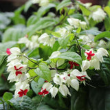 2 Bleeding Heart Vine 5-9 Inc Height, Clerodendrum Bleeding Heart Plants Live for Planting, Well-Rooted Plants, No Pot (White Bleeding Heart)
