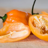 Set 2 Orange Habanero Pepper Plants Live, 90 Days Old Pepper, World Hottest Pepper Plants, No Pot