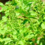 2500 Green Leaf Holy Basil Seeds, Fresh Holy Basil Seeds for Planting, Fragrant Herb
