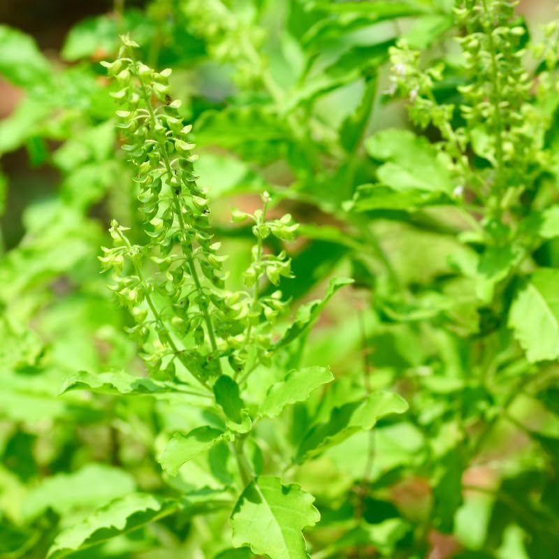 2500 Green Leaf Holy Basil Seeds, Fresh Holy Basil Seeds for Planting, Fragrant Herb