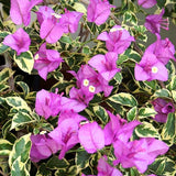 Bougainvillea Live Plant, Bougainvillea Flowering Vine Well Rooted 4-8 Inch Tall - Purple Variegated