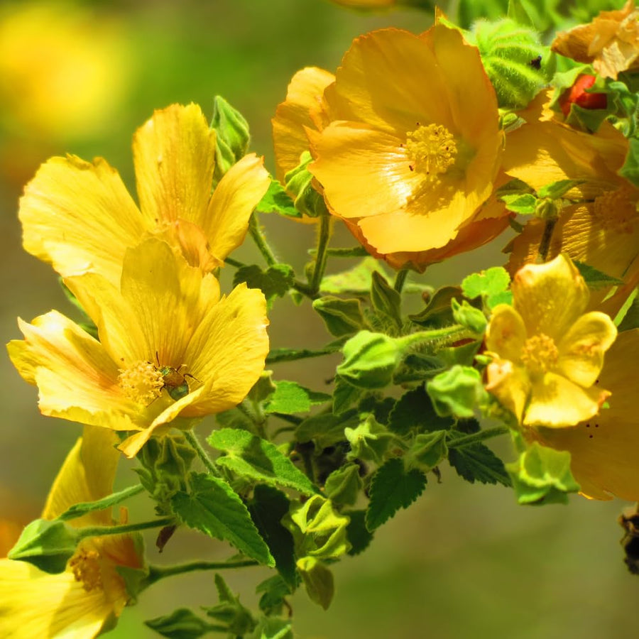 3 Abutilon Plants Live to Grow 5 to 9 Inch Tall, Lantern Abutilon Flowering Live Plants, Ornamental Abutilon Well Rooted Plug (Orange Abutilon Plants)