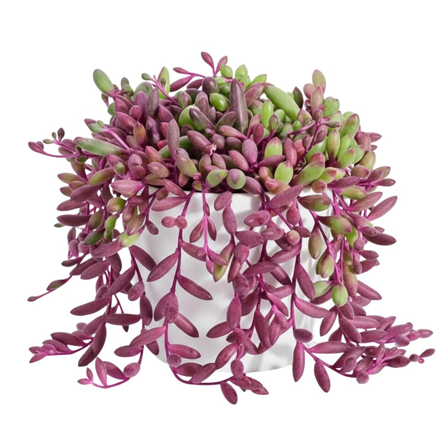 Ruby Necklace Succulent Plant Live, Othonna Capensis Succulent in 4 Inch Pot, Well Rooted, Ready to Grow