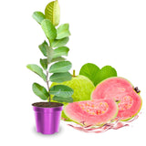 Pink Guava Trees Live Plants 2-2.5 Feet Tall, Cold Hardy Guava Tree Fruit, Zones 9 to 11, Sweet Flavor