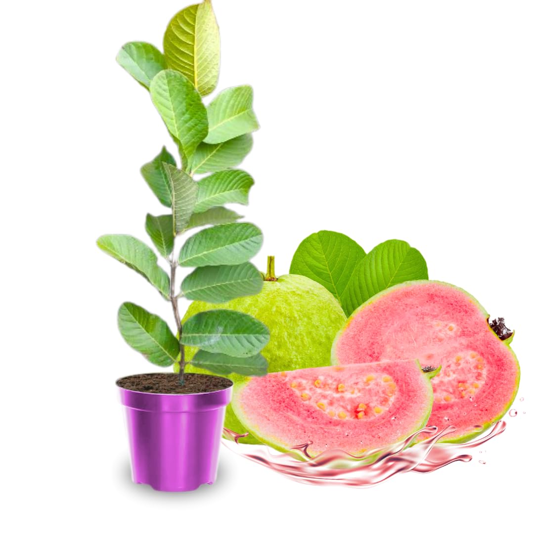 Pink Guava Trees Live Plants 2-2.5 Feet Tall, Cold Hardy Guava Tree Fruit, Zones 9 to 11, Sweet Flavor