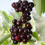 2 Black Cherry Plants Live 1-2 Feet Tall, Sweet Cherry Trees Live Plant, Cherry Live Plant Fruit Tree, Cherry Tree Plant