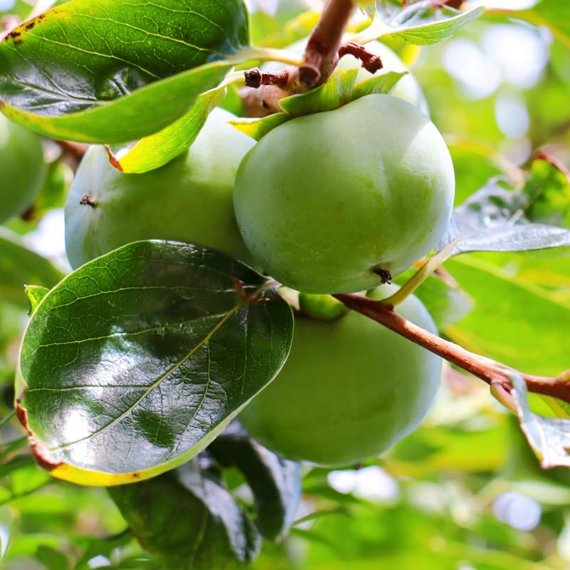 Live Persimmon Tree in Pot, 4 Ft Air-Layered Tree, Persimmon Fruit Live Plant Potted