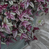 4 Purple Wandering Jew Plants, Live Indoor Plant 3-5 Inches, Colorful Trailing Tradescantia for Home, Office and Hanging Baskets