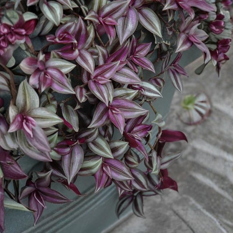 4 Purple Wandering Jew Plants, Live Indoor Plant 3-5 Inches, Colorful Trailing Tradescantia for Home, Office and Hanging Baskets