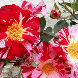 Fourth of July Climbing Roses Live Plants 7 Months Old, Rose Bushes Ready to Plant 5-9" Tall, Very Fragrant, Can Grow As Climber or Bush Tree or Trellises, Walls, Fences