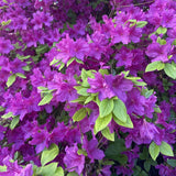 Purple Azalea Plant in 4 Inch Pot, 8-10 Inch Tall, Azalea Bush Rhododendron Like Flowering Shrub with Vibrant Spring Blooms for Garden and Containers