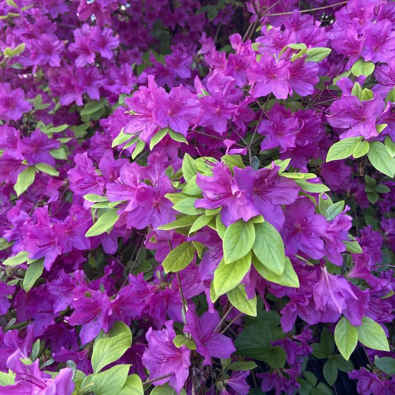 Purple Azalea Plant in 4 Inch Pot, 8-10 Inch Tall, Azalea Bush Rhododendron Like Flowering Shrub with Vibrant Spring Blooms for Garden and Containers