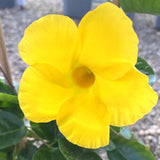 2 Mandevilla Plants Live, Mandevilla Tropical Plant, Yellow Mandevilla Plants, 5 to 6 Inc in Height Live Plant, Indoor or Outdoor