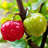 Barbados Cherry Plant Live, Acerola Cherry Fruit Live Plant, Sweet Tropical Fruit Tree, Early Fruiting, 2 Feet Tall for Outdoor Gardening