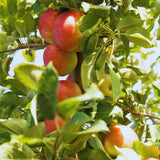 Apple Tree Live Plant, Cold Hardy Apple Fruit Plant Bare Root for Backyard Orchard, 2 to 3 Feet Long