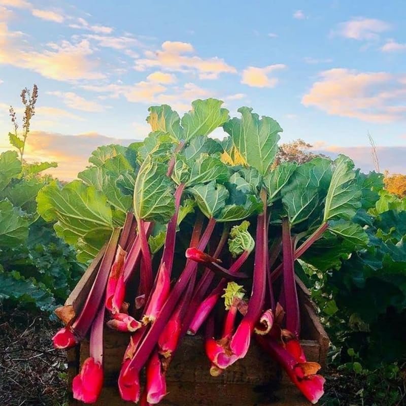 5 Rhubarb Plants for Planting, Red Stalks Rhubarb Roots, Large Size, Fast Growing, Hardy Perennial Vegetable for Outdoor Planting