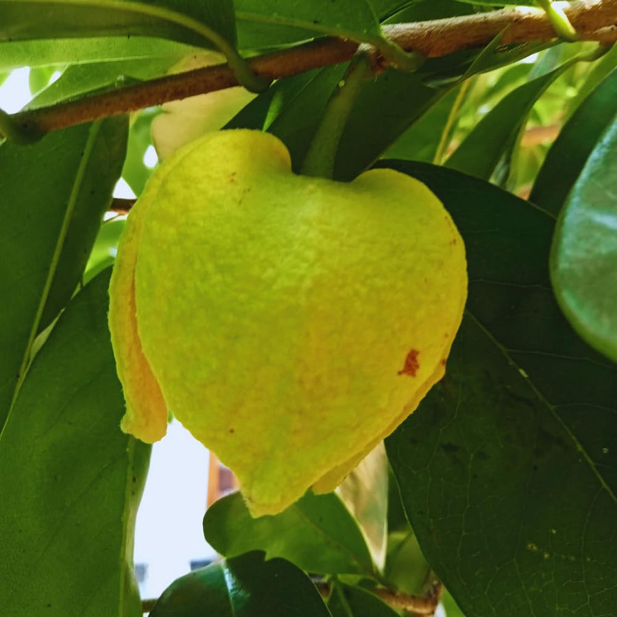 Soursop Tree Live Plant, Annona Muricata Sweet Plant, Soursop Guanabana Plant 4 Inc Pot Home Orchard