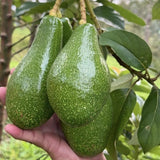 Large Avocado Tree 3ft Tall, Avocado Tree Live Plant, Live Tropical Fruit Tree Live Outdoors, Fruits Plant for Planting