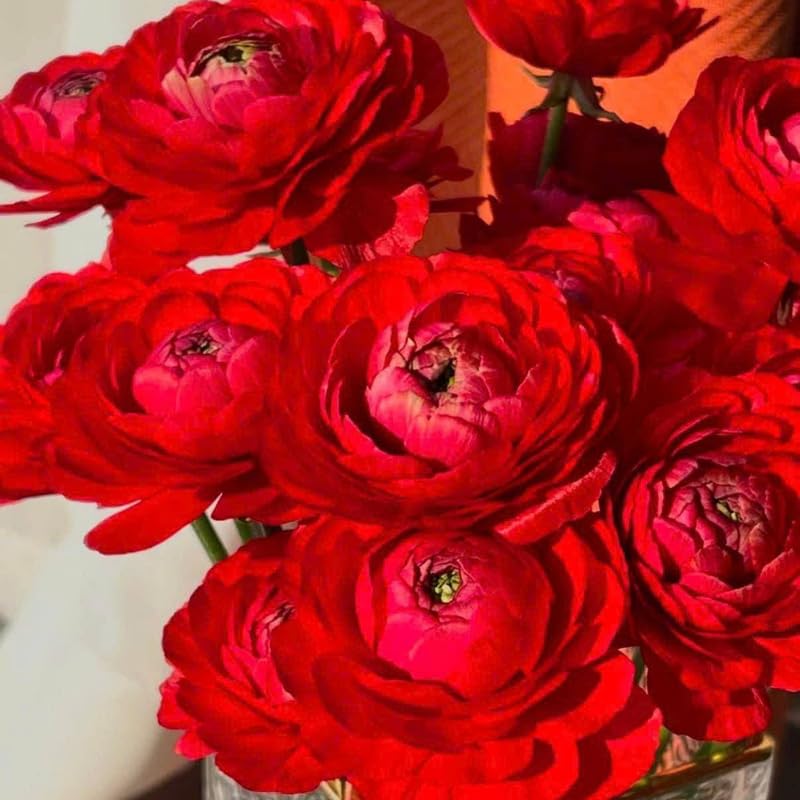 25 Red Large Ranunculus Bulbs for Planting, Ranunculus Corms, Buttercup Flower Bulbs Spring Fall Growing