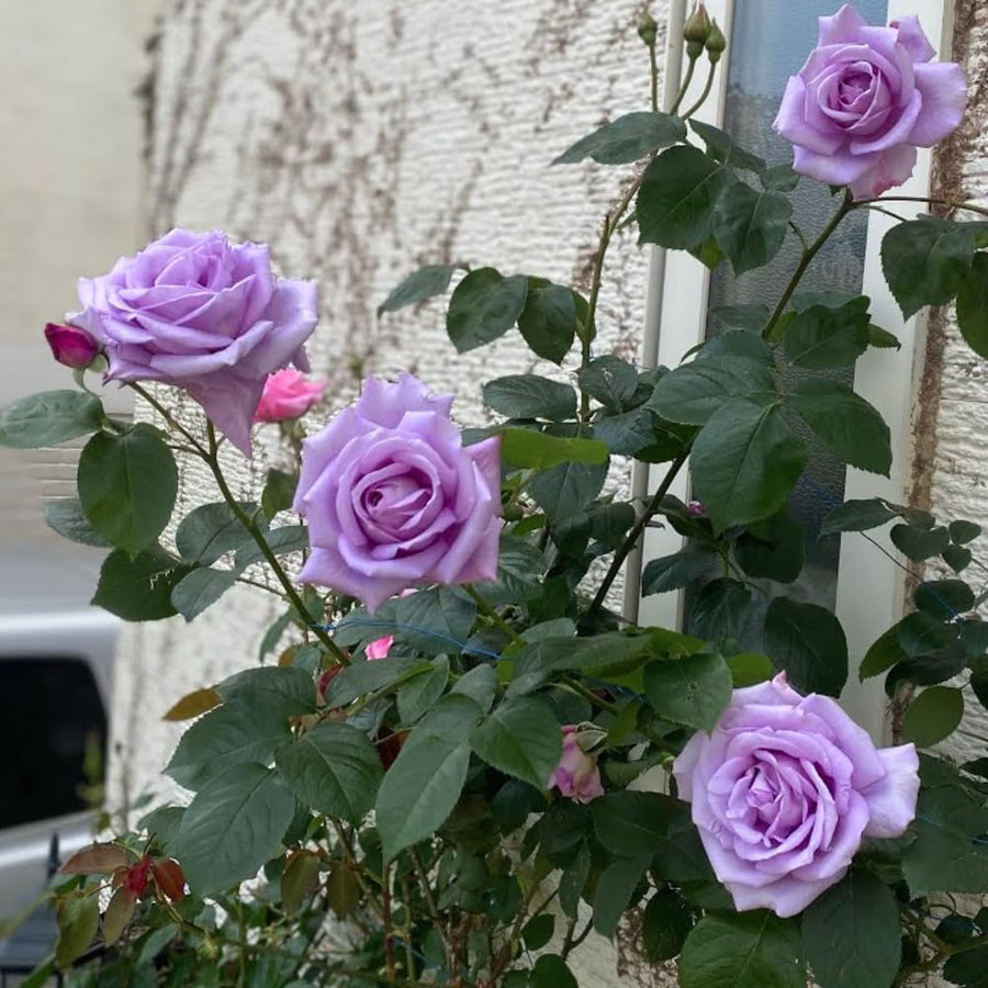 Miniature Rose Plant, Live 3.5” Potted Rose, Compact, Colorful Flowering Rose Bush for Indoor Outdoor Gardens (Purple)
