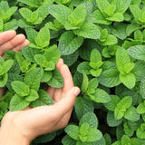 4 Well-Rooted Peppermint Plants for Planting, Easy to Plant, Fragrant Herb - Zone 5 to 9