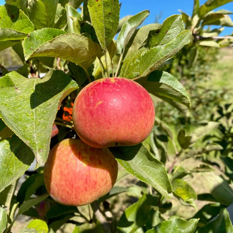 2-3 Feet Apple Tree Live Plant, Honey Crisp Apple Plant Live for Planting, Bareroot Apple Fruit Tree