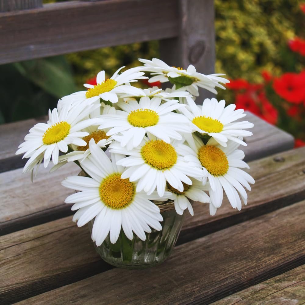 2 White Daisy Plants Live, Daisy Perennials Live Plants Outdoor, 5 to 7 Inc in Height Starter Plants