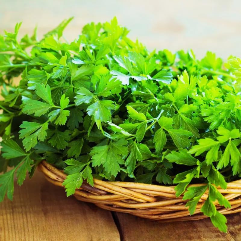 Parsley Plant Live in Pot, Live Parsley Plant, 3.5 Inches Pot, 4 to 6 Inches Tall for Planting Outdoor Or Indoor