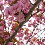 Pink Flowering Almond Shrubs Live Plant in Quart Pot, Vibrant Pink Flower Plant for Gardens, Patios, Landscapes, Cold Hardy and Well-Rooted, Dormant in Winter