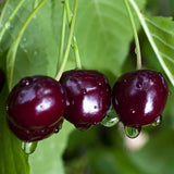 Set 2 Black Cherry Trees Live Plants, Sweet Cherry Plant Live Fruit Tree, 1-2 Feet Tall, Cherry Tree Plant for Planting, Bareroots