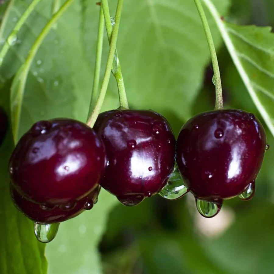 Set 2 Black Cherry Trees Live Plants, Sweet Cherry Plant Live Fruit Tree, 1-2 Feet Tall, Cherry Tree Plant for Planting, Bareroots