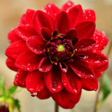 Dahlia Tuber for Planting, Red Dahlia Flower for Summer Blooms, Large and Vibrant Flowers, Suited for Zones 8 to 11