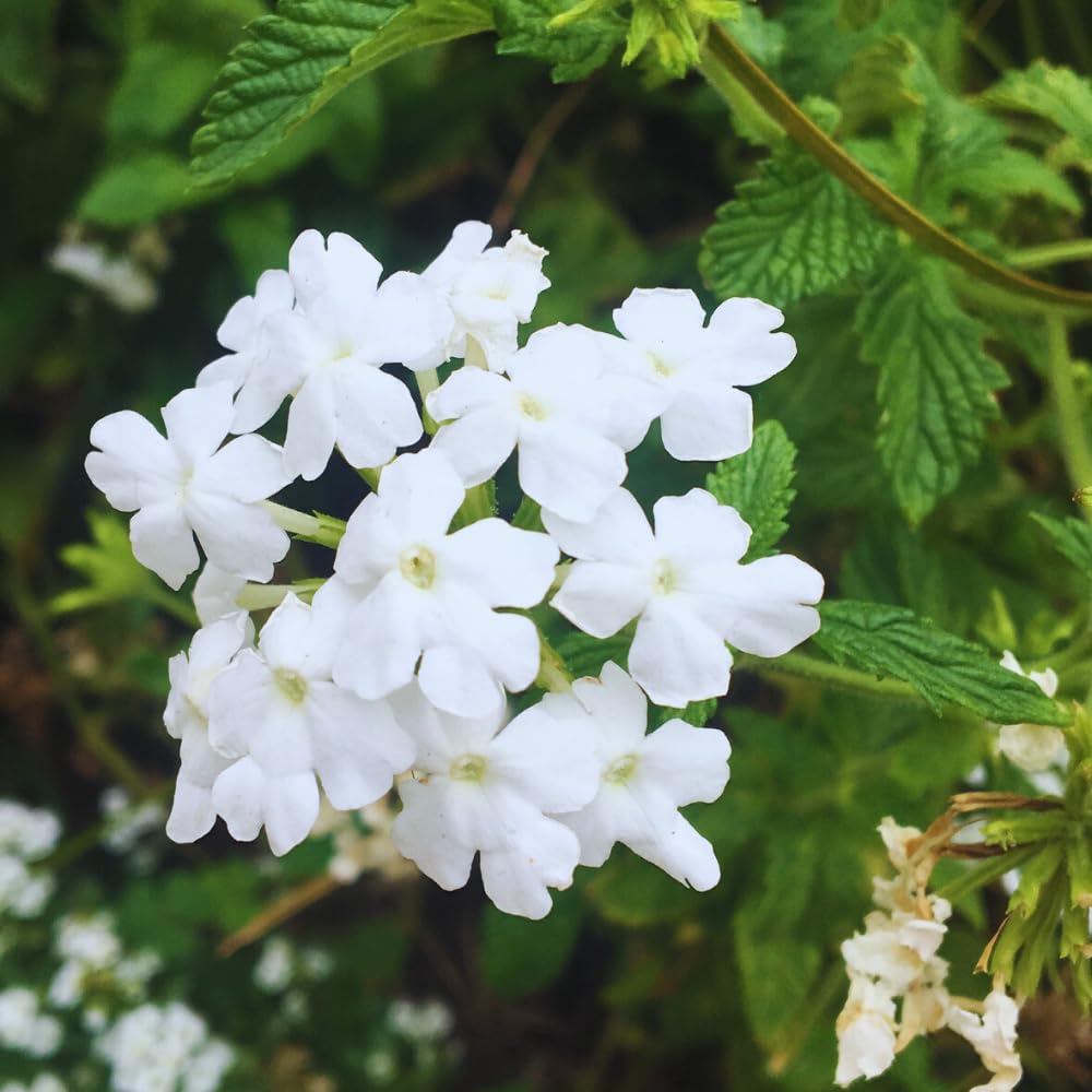 2 White Verbena Plants Live for Planting, Colorful Blooming Flower Plant, Verbena Live Plants, 5 to 7 Inc Tall
