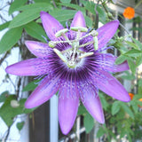 Lavender Passion Flower Plant - Lavender Passion Flower Vine Live Plant - Size 5 to 7 Inch Tall, Passiflora Flowers Starter Plant, Without Pot