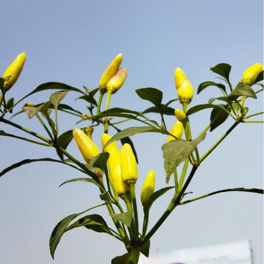 200 Pepper Seeds for Planting, Pepper Seeds for Indoor Outdoor Garden