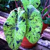 2 Alocasia Live Plants, Alocasia Plants Indoor, 3 to 5 Inches, House Plant Live for Gardening