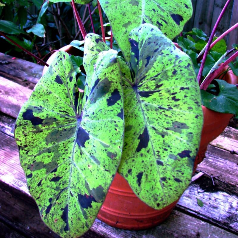 2 Alocasia Live Plants, Alocasia Plants Indoor, 3 to 5 Inches, House Plant Live for Gardening