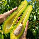 Long Avocado Tree Live Plant, Cold Hardy Avocado Grafted Tree 3 Feet Tall, Tropical Avocado Tree