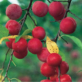 Set of 2 Plum Trees Live Plant, 1 Year Old Seedlings Live Plants, Dormant and Bare Root, Cold Hardy