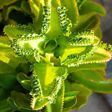 Live Kalanchoe Plant Starter, Mother of Thousands Plant Kalanchoe 4 Inch Pot, Indoor Houseplants